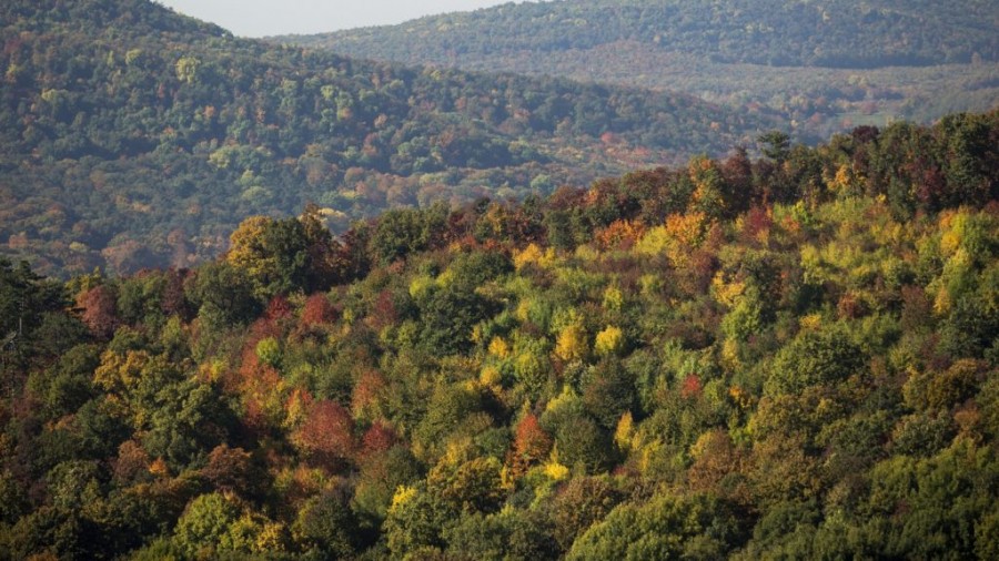 Itt található Magyarország egyetlen valódi őserdeje